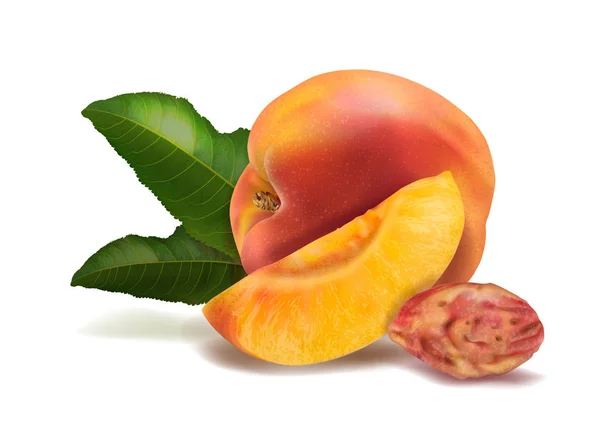 Süßer Pfirsich mit Knochen und grünen Blättern. Vektor realistische Darstellung auf weißem Hintergrund. — Stockvektor