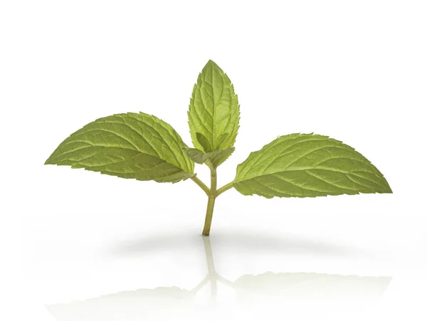 Mint leaves branch with reflection isolated — Stock Photo, Image