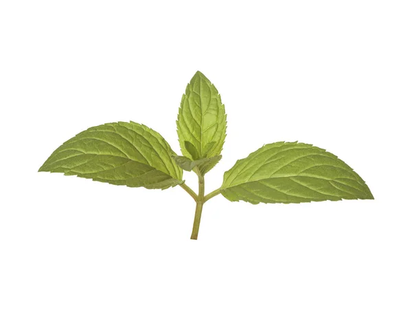 Mint leaves branch with reflection isolated — Stock Photo, Image