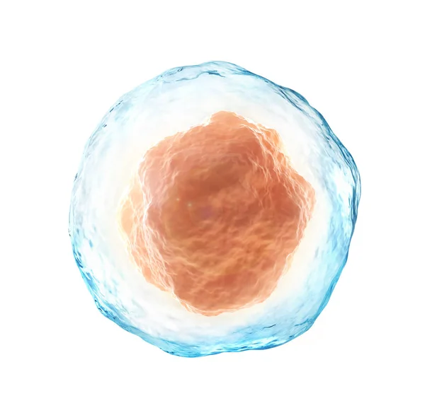 Cellula umana isolata su un bianco. Illustrazione 3d — Foto Stock