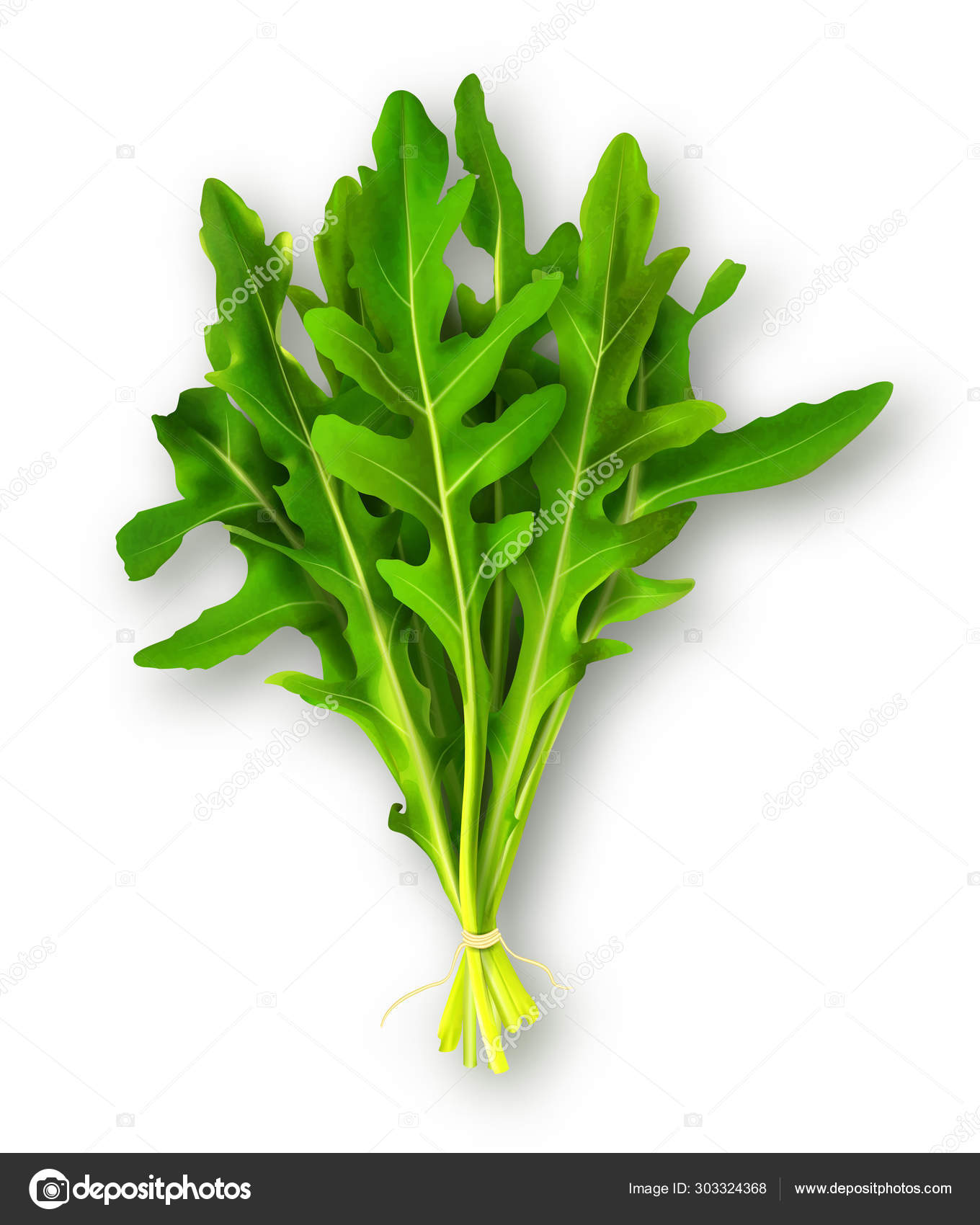 57 Eruca Sativa Vector Images Royalty Free Eruca Sativa Vectors Depositphotos