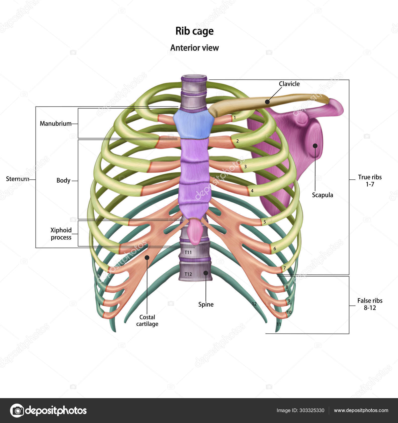 thoracic cage diagram labeled