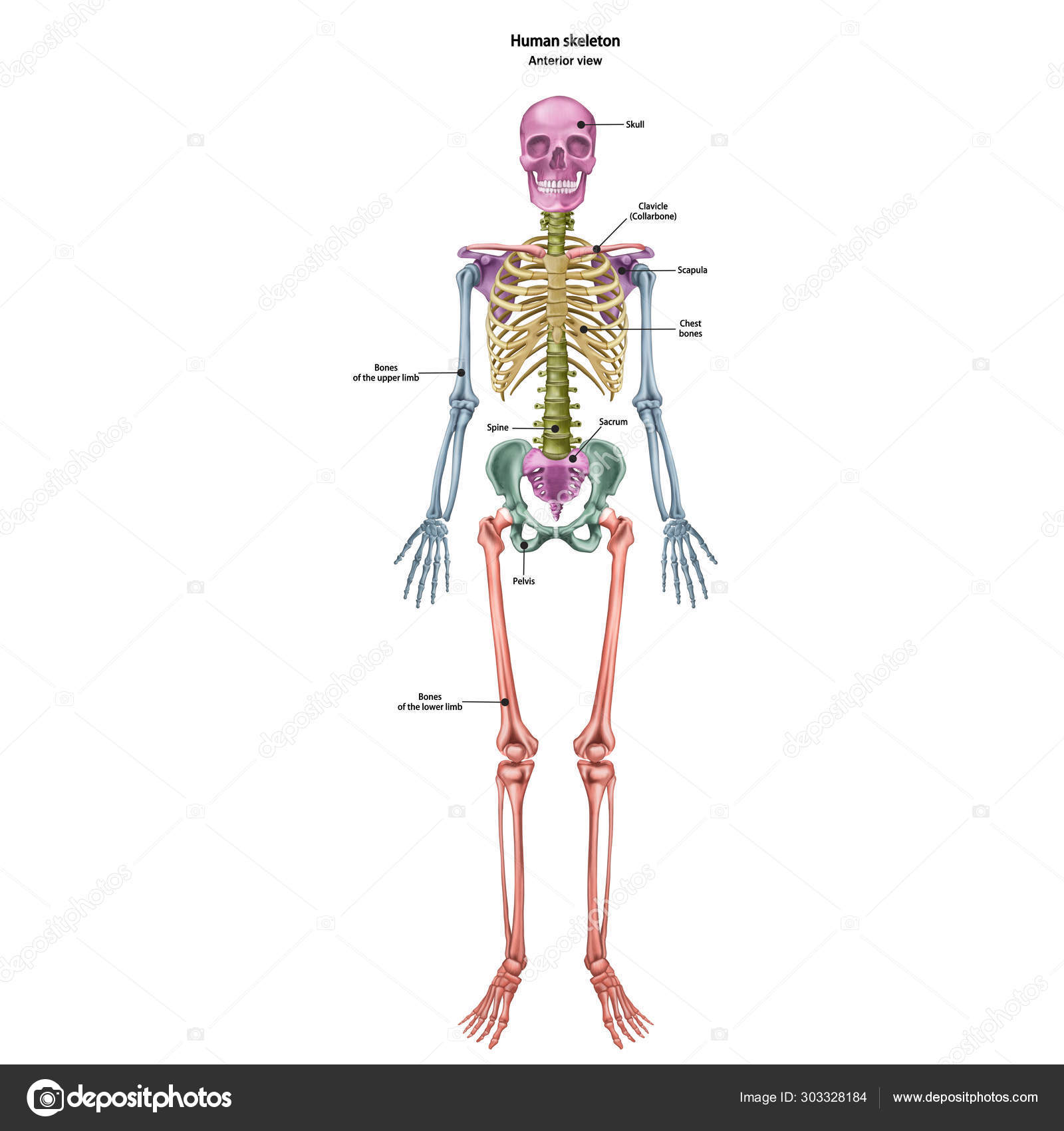 The Human Skeleton With The Name And Description Of All Sites Human Anatomy Vector Illustration Isolated On A White Background Vector Image By C Urfingus Vector Stock 303328184
