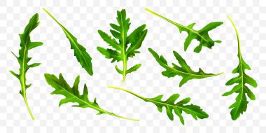 Rucola yaprağı şeffaf arka plan üzerinde izole. Yeşil taze arugula koleksiyonu bırakır. Gerçekçi vektör illüstrasyon