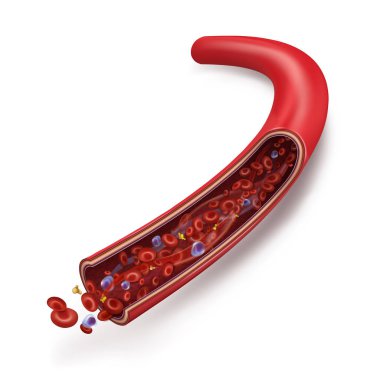 Damarda normal kan akışı. Kan hücreleri (beyaz kan hücreleri, kırmızı kan hücreleri, plazmada trombositler) ven içinde dolaşır. İnsan anatomisi. Beyaz arka planda yalıtılmış vektör 3d illüstrasyon.