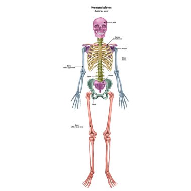 Tüm sitelerin adı ve tanımı ile insan iskeleti. İnsan anatomisi. Beyaz arka planda yalıtılmış vektör çizimi.