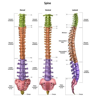Adı ve tüm sitelerin tanımı ile insan omurgası (vertebral sütun). Dorsal, lateral, ventral taraf. İnsan anatomisi. Beyaz arka planda yalıtılmış vektör çizimi.