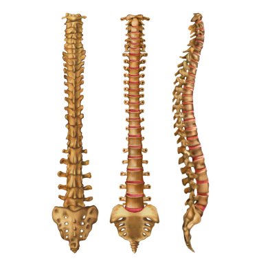 İnsan omurgası. Vertebral sütun. Omurga. Anterior, posterior, lateral taraf. Beyaz arka planda yalıtılmış vektör çizimi.