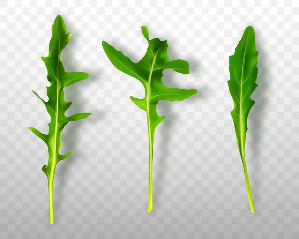 Green fresh rucola or arugula leaves isolated on transparent background — ストックベクタ