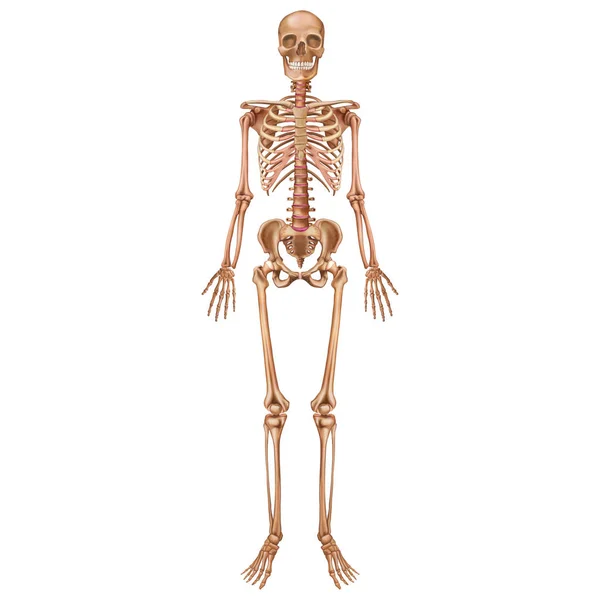 人間の骨格正面図。解剖 学。白い背景に分離されたベクトルイラストレーション. — ストックベクタ