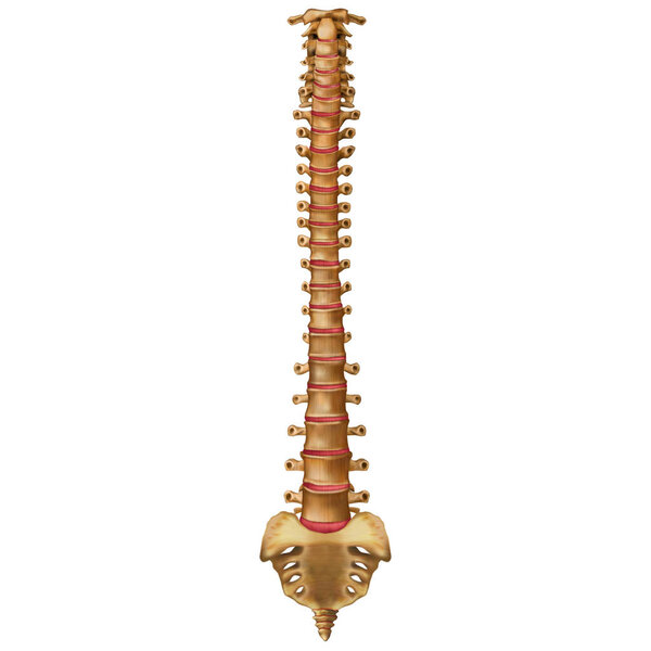 The human spine. Anterior view. Vertebral column. Backbone. Vector illustration isolated on white background.
