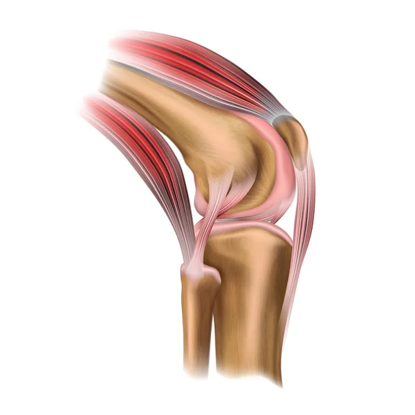 Stavba lidského kolenního kloubu. Boční pohled. Lidská anatomie. Na lékařský vědecký plakát. Vektorová ilustrace izolovaná na bílém pozadí. — Stockový vektor