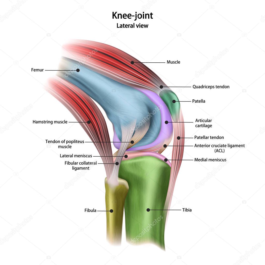 Structure of the human knee joint with the name and description of all sites. Lateral view. Medical science anatomy poster. Vector illustration isolated on white background.