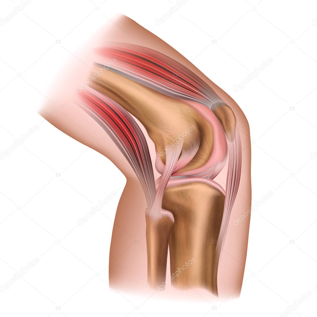 The human knee. Structure. Human anatomy. Medical illustration isolated on a white background.