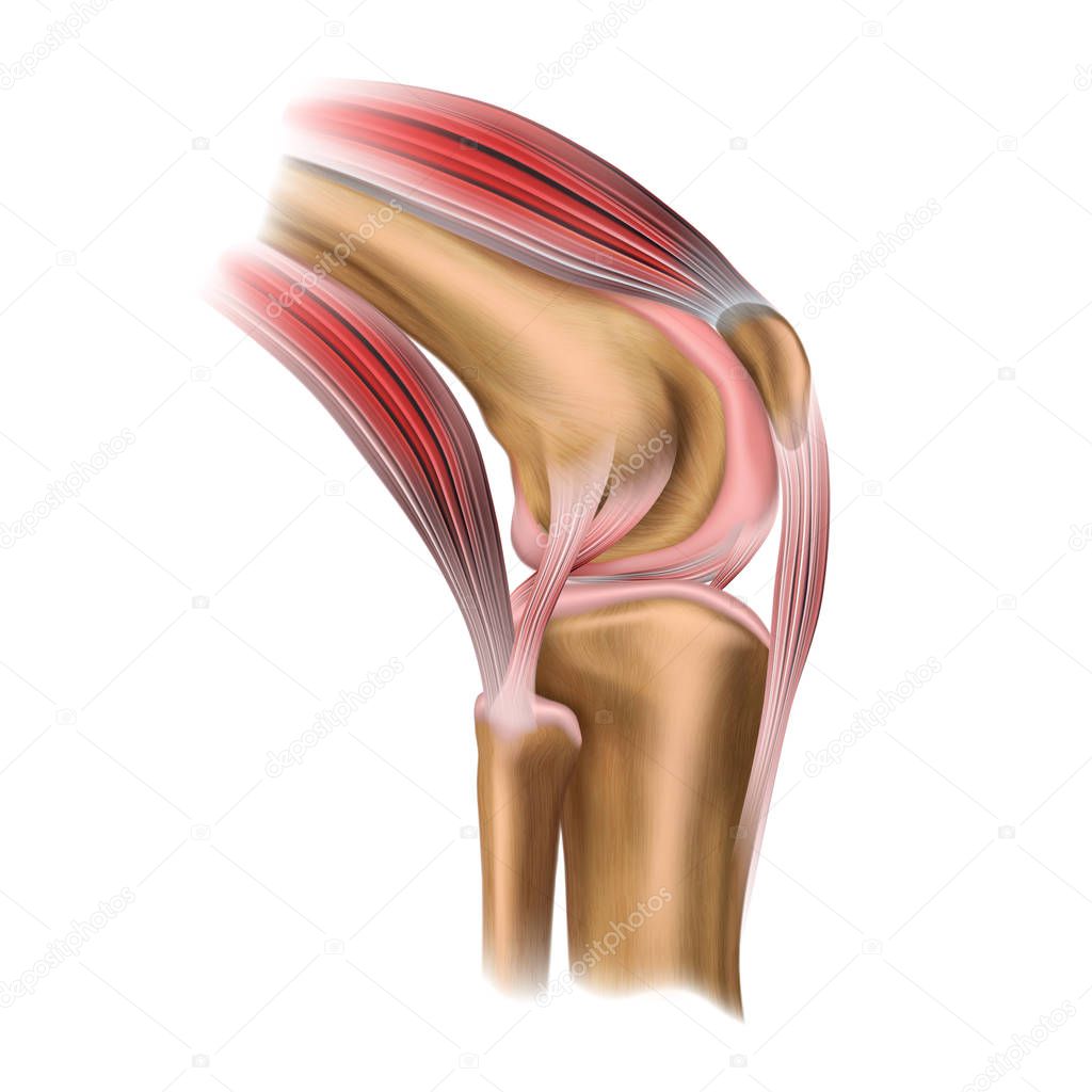 The structure of the human knee joint. Lateral view. Human anatomy. Medical science poster. Vector illustration isolated on white background.
