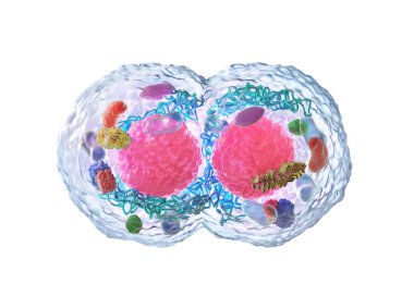 Biyoloji kavramı. Mikroskop altında hücre bölünmesi beyaz bir izole. 3d illüstrasyon