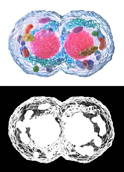 Biológia koncepció. Cell osztás a Mikroszkóp alatt izolált fehér alfa Térkép. 3D-illusztráció — Stock Fotó