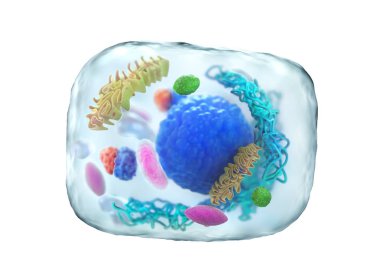 Biyoloji kavramı. Mikroskop altında hücre bölünmesi beyaz bir izole. 3d illüstrasyon