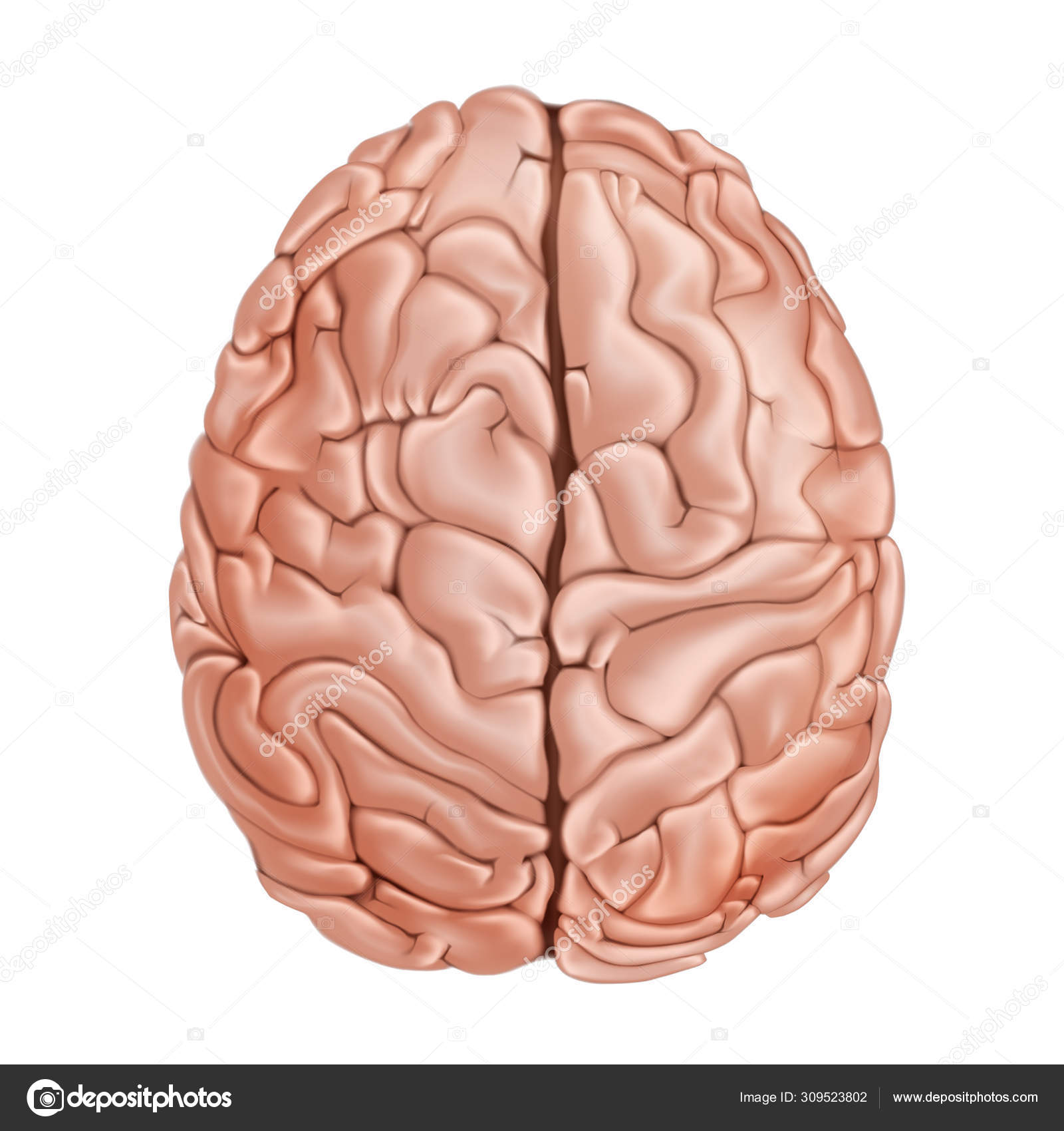 Human Brain Diagram Top View