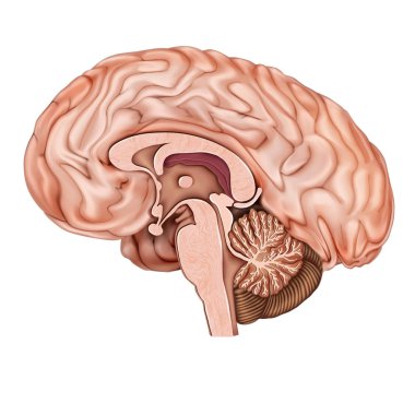 İnsan beyninin sagital bölümü. İnsan beyninin yapısı. İnsan anatomisi. Tıbbi 3d vektör illüstrasyon beyaz arka plan üzerinde izole.