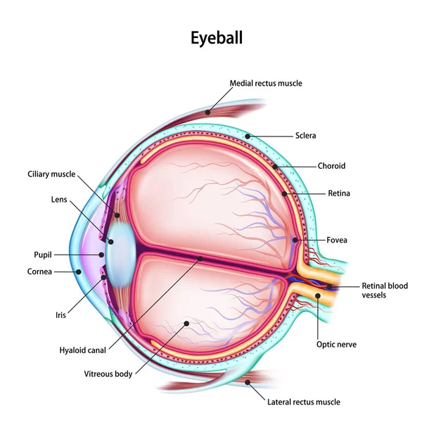 Estrutura do globo ocular humano com o nome e descrição de todos os sites. Cartaz de anatomia didática médica. Ilustração vetorial isolada sobre fundo branco . — Vetor de Stock