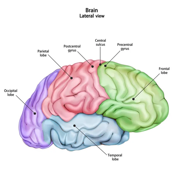 Estructura del cerebro humano. Vista lateral (lateral). Ilustración médica de anatomía didáctica con el nombre y descripción de todas las partes. Ilustración vectorial 3d aislada sobre fondo blanco . — Archivo Imágenes Vectoriales