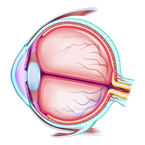 El ojo humano. La estructura del globo ocular. Subsidio médico didáctico para estudiar. Ilustración vectorial aislada sobre fondo blanco . — Archivo Imágenes Vectoriales