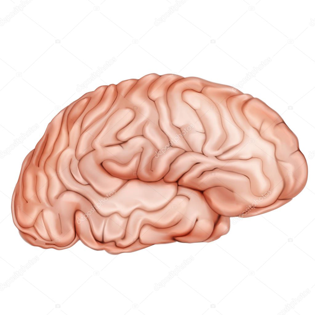 The human brain. Side view. Human anatomy . Medical 3d vector illustration isolated on white background.