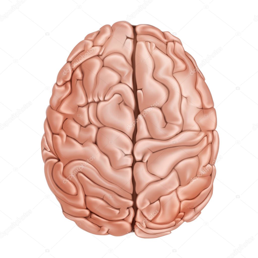 The human brain. Top view. Medical didactic anatomy illustration. Vector realistic 3d illustration isolated on white background.