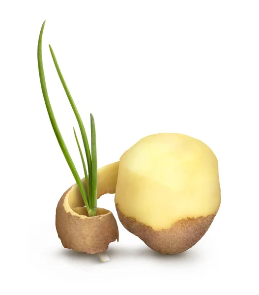 Aardappelen gehakt 14 op witte achtergrond — Stockfoto