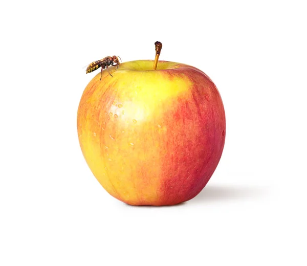 Bee Flew Apple White Background — Stock Photo, Image
