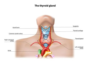 Tiroid bezinin yapısını. Vektör illüstrasyonu.