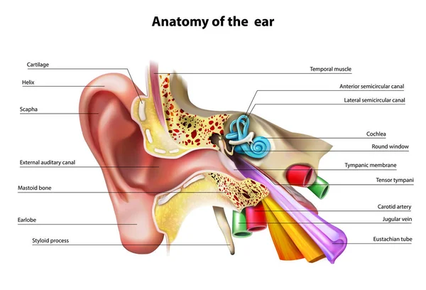 Anatomía Oreja Ilustración Vectorial — Archivo Imágenes Vectoriales