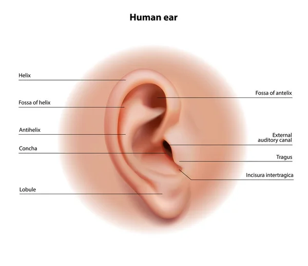 Anatomie Des Menschlichen Ohres Vektorillustration — Stockvektor