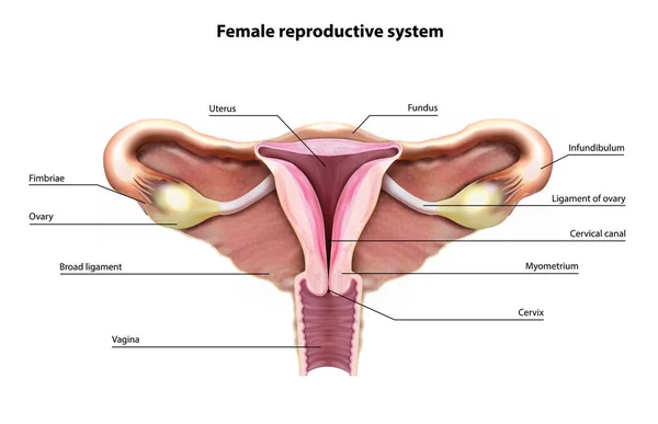 Kvinnligt Fortplantningssystem Bild Diagram Vektorillustration — Stock vektor