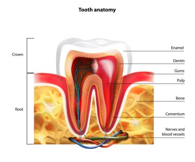 Detaylarda molar anatomi. İnsan dişlerinin tasviri.
