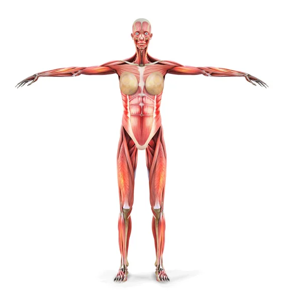 Menselijke Anatomie Lichaamsspieren Van Een Vrouw Vectorillustratie — Stockvector