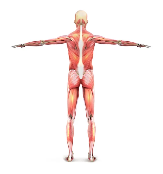 Mans Muskler Mänsklig Anatomi Bakifrån Vektorillustration — Stock vektor