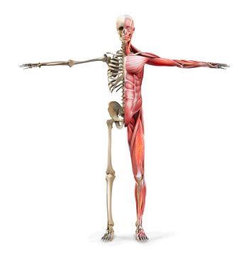 İnsan anatomisi. İskelet ve kas diyagramı. Vektör illüstrasyonu beyaz arkaplanda izole edildi.
