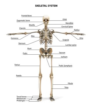 İnsan iskeleti anatomisi. Vektör illüstrasyonu.