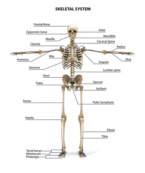 Anatomie Squelette Humain Illustration Vectorielle — Image vectorielle