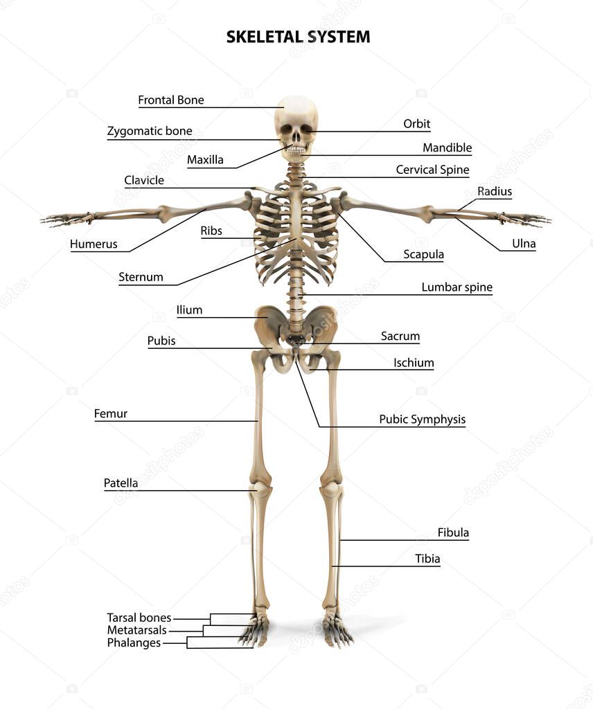 Human Skeleton Anatomy. Vector illustration.