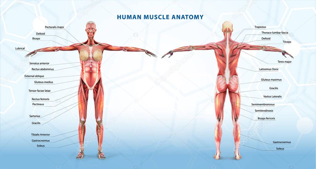 The structure of the muscles of the human body. Vector illustration.