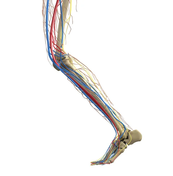 腿解剖 脚的骨骼的结构 腿的容器 矢量说明 — 图库矢量图片