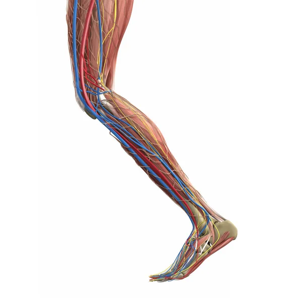 Leg Muscles Human Leg Anatomy Vector Medical Illustration Concept — Stock Vector