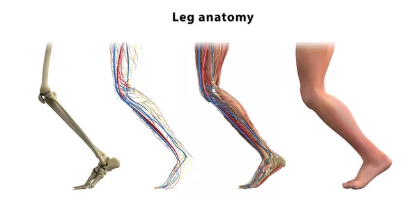Анатомия Ног Кости Мышцы Вены Человеческой Ноги Векторная Иллюстрация — стоковый вектор