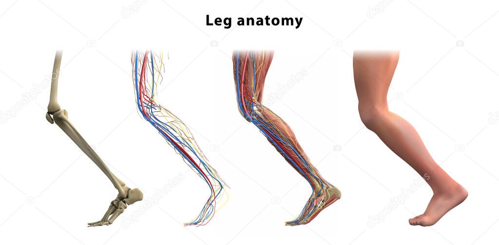 Leg anatomy. Bones, muscles, veins of the human leg. Vector illustration.