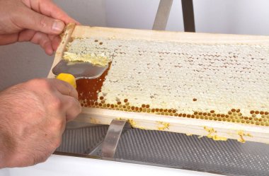 Uncapping of honeycomb at plastic tub  clipart