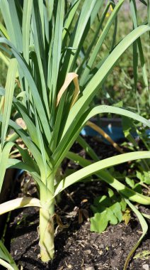 Bahçe yatağında pırasa