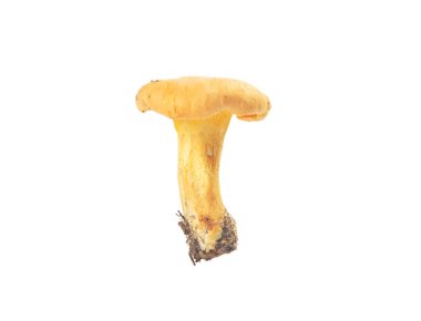 Beyaz bachground izole Cantharellus cibarius